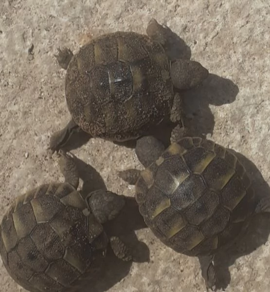 Vendita  tartarugheTestudo Hermanni Da Privato | Foto 0