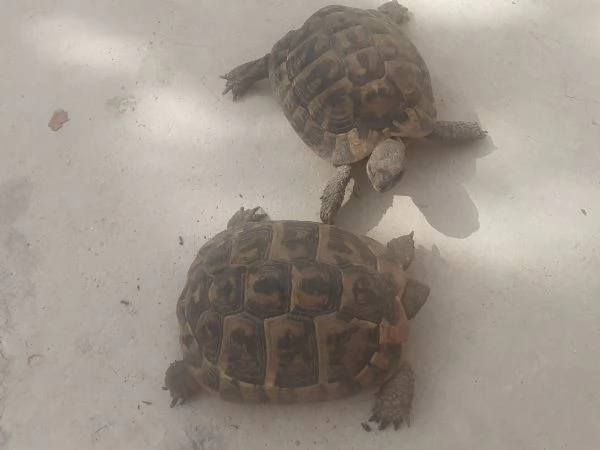 tartarugheTestudo Hermanni