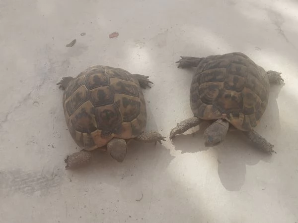 tartarugheTestudo Hermanni | Foto 1