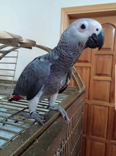 Stupendi pappagalli cenerini