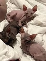 gattini sphynx 