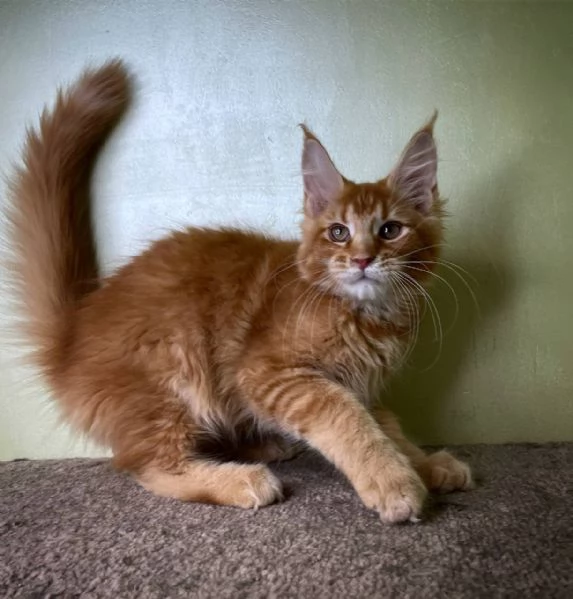 Gattini maine coon