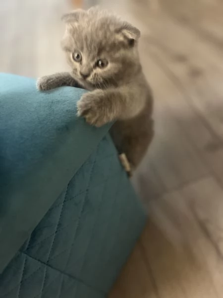 Gattini schottish fold | Foto 5