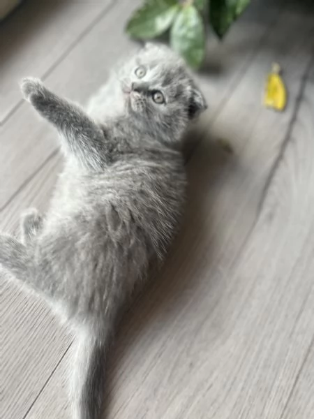 Gattini schottish fold | Foto 3