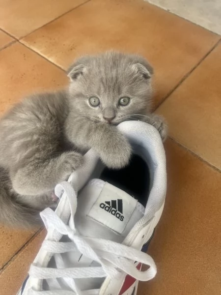 Gattini schottish fold