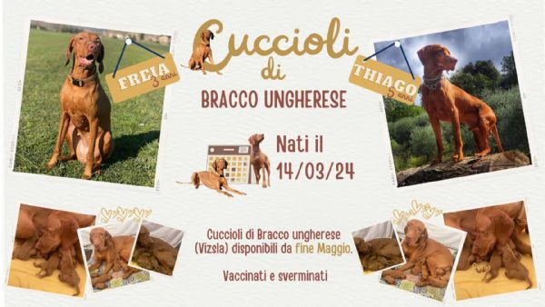 Cuccioli di Bracco Ungherese (Vizla) | Foto 1