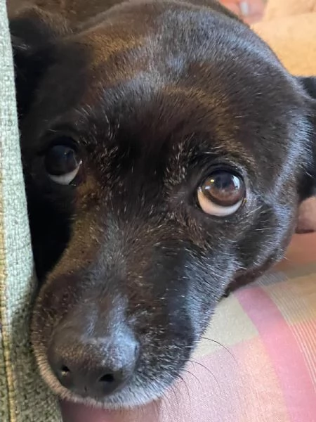 tata cane taglia piccola cerca casa