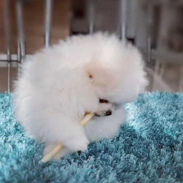 Il cucciolo di pomerania volpino più dolce di sempre | Foto 0