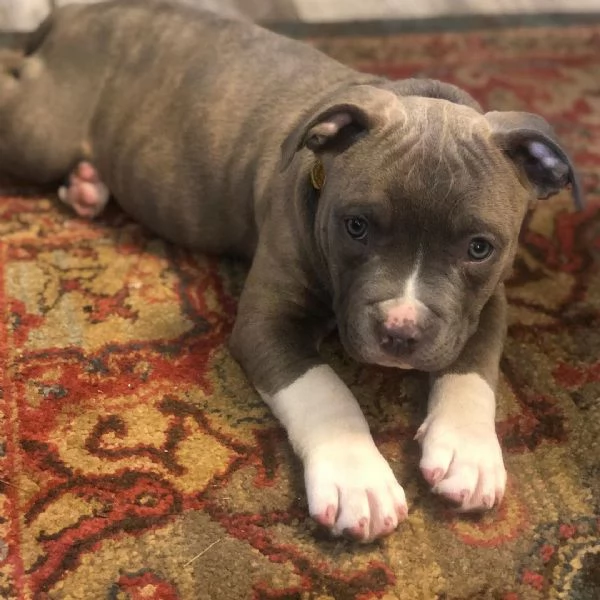 Pitbull in vendita  | Foto 1