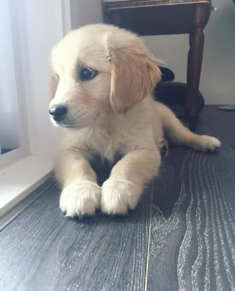 Golden Retriever | Foto 0