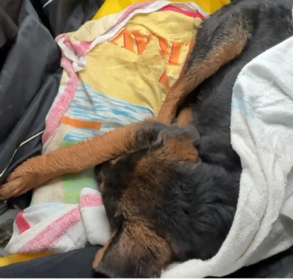 Cucciolo di 5 mesi di simil pastore tedesco | Foto 5