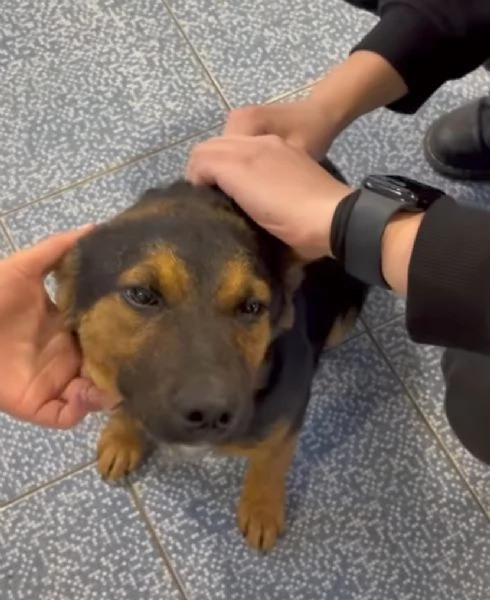 Cucciolo di 5 mesi di simil pastore tedesco | Foto 4