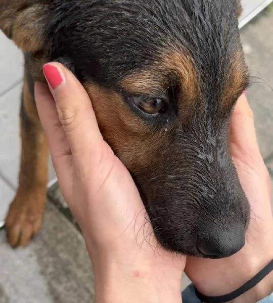 Cucciolo di 5 mesi di simil pastore tedesco | Foto 3