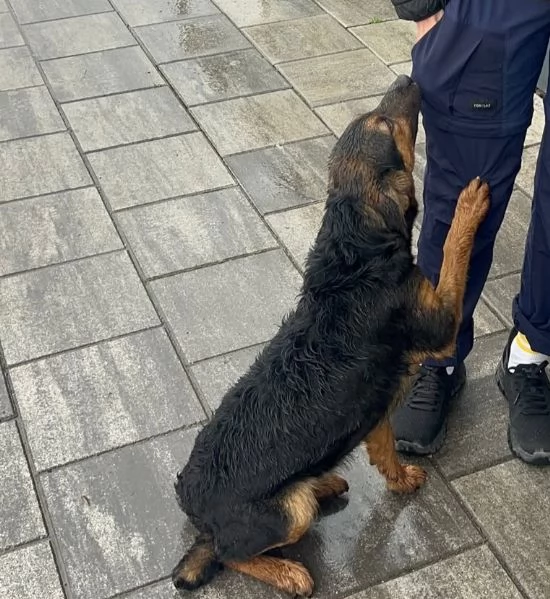 Cucciolo di 5 mesi di simil pastore tedesco | Foto 2