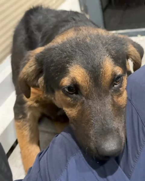 Cucciolo di 5 mesi di simil pastore tedesco