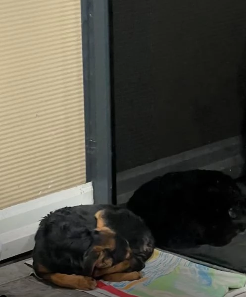 Cucciolo di 5 mesi di simil pastore tedesco | Foto 1