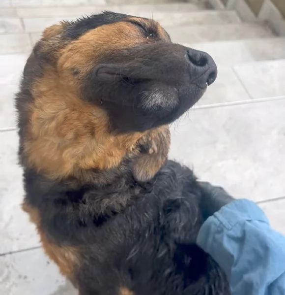 Cucciolo di 5 mesi di simil pastore tedesco | Foto 0