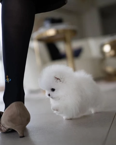 Cuccioli di Pomerania giocattolo | Foto 3