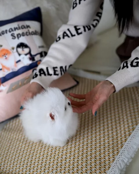 Cuccioli di Pomerania giocattolo | Foto 2