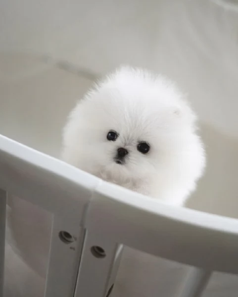 Cuccioli di Pomerania giocattolo | Foto 1