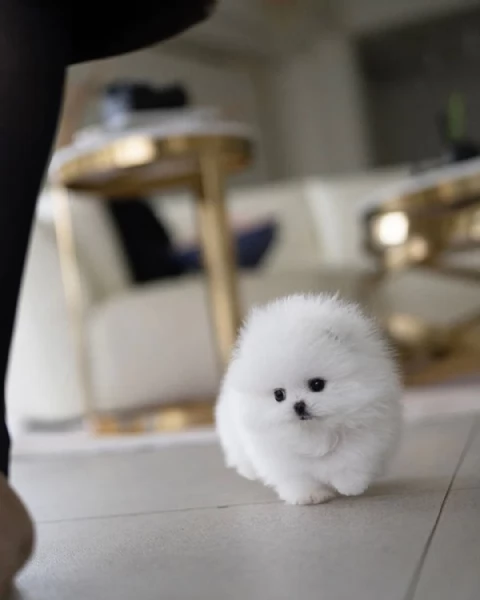 Cuccioli di Pomerania giocattolo | Foto 0