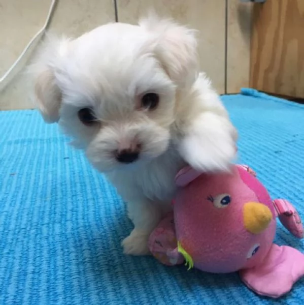Regalo ALLEVAMENTO MALTESI TAGLIA MINI TOY Ho bellissimi cuccioli maltese pronti per loro nuove case