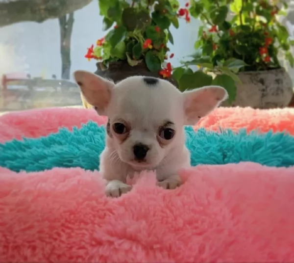 Regalo Chihuahua toy Nelle mie vicinanze  | Foto 0