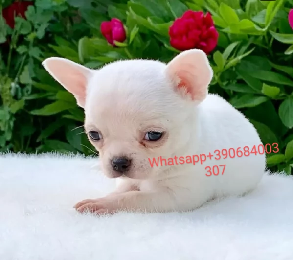 Regalo Chihuahua toy Nelle mie vicinanze 