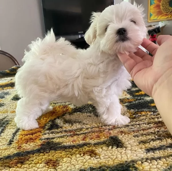 #Regalo Maltese toy disponibile Vicino a me | Foto 0