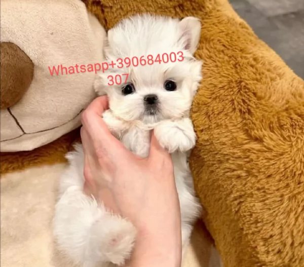 #Regalo Maltese toy disponibile Vicino a me