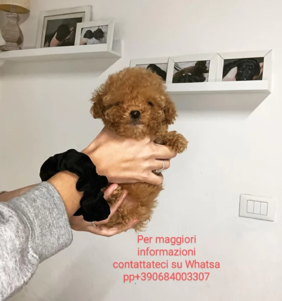 #REGALO BARBONCINO TOY Vicino a me, | Foto 0