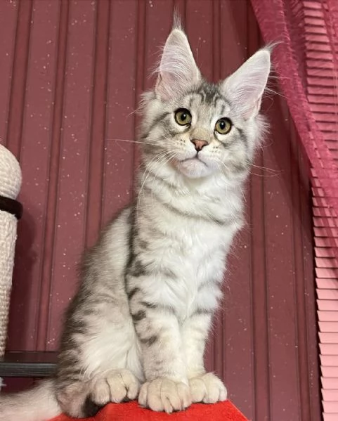 Gatto Maine Coon in adozione