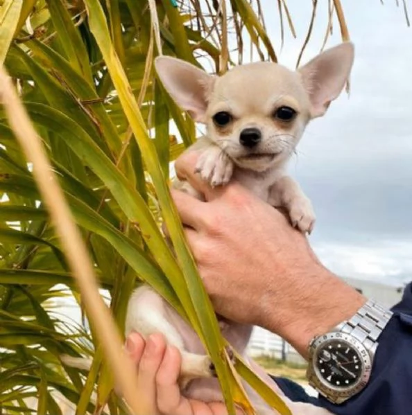  Regalo cuccioli di chihuahua Mini toy cuccioli di chihuahua mini toy , ancora disponibili un maschi