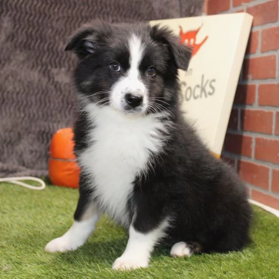 Regalo ALLEVAMENTO cane Australian Cattle Ho bellissimi cuccioli cane Australian Cattle pronti per l