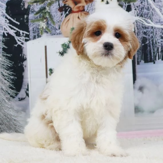 Regalo Cuccioli di Golden retriver Disponibili bellissimi cuccioli di Golden taglia standard mantell