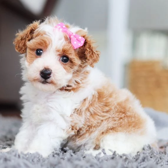 Regalo abbiamo cuccioli di barboncino sono barboncino di dimensioni standard . sono registrati AKC. 