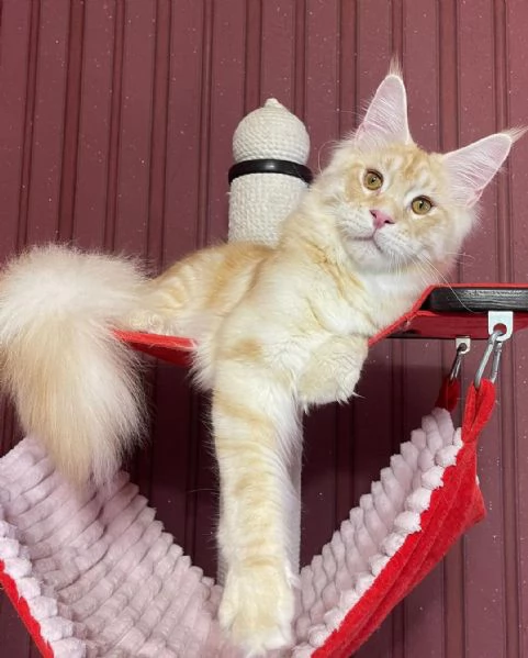 Gatto Maine Coon in adozione