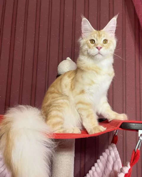 Gatto Maine Coon in adozione | Foto 0