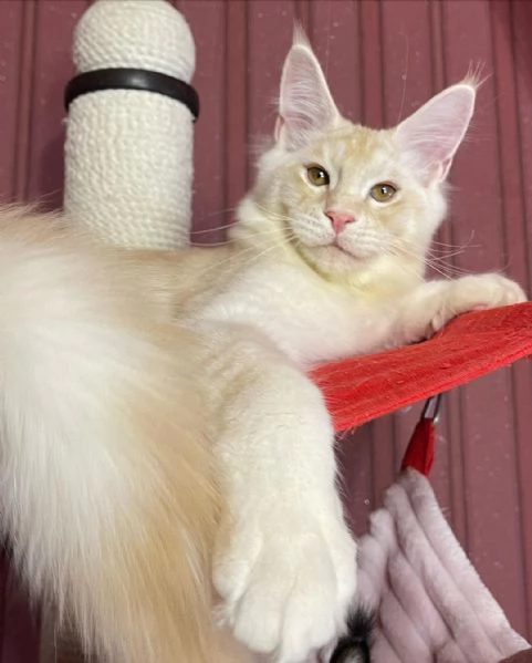 Gatto Maine Coon in adozione | Foto 0