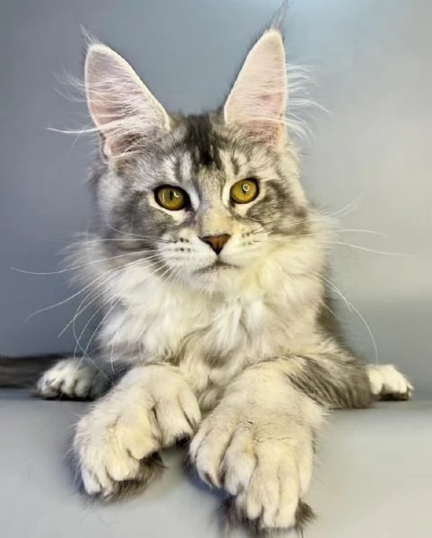 Gatto Maine Coon in adozione | Foto 0