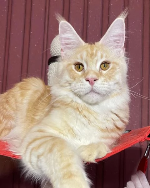 Gatto Maine Coon in adozione | Foto 0