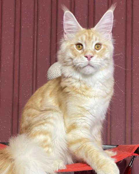 Gatto Maine Coon in adozione