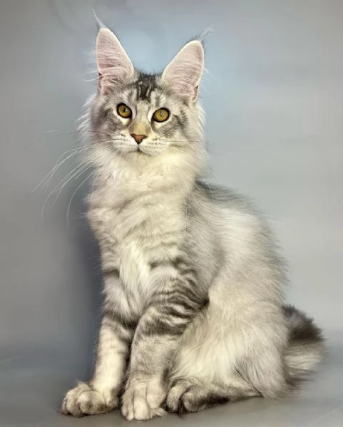 Gatto Maine Coon in adozione