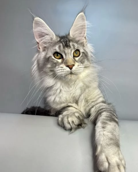 Gatto Maine Coon in adozione | Foto 0