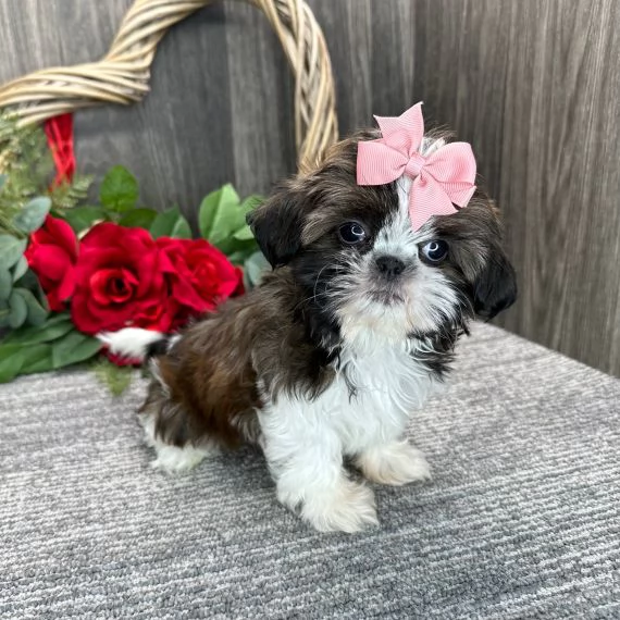  REGALO Cuccioli Shih Tzu avente : Primi vaccini, Passaporto, Libretto sanitario, Microchip. Possibi