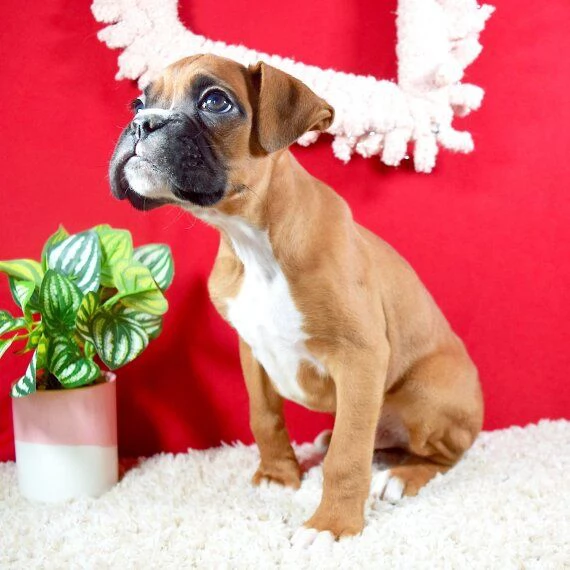 Regalo Cuccioli Boxer cuccioli boxer maschio e femmina disponibile