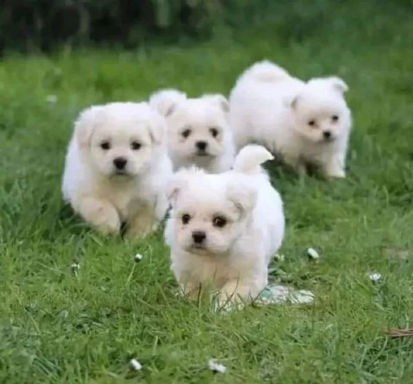 adorabili cuccioli di bichon maltes
