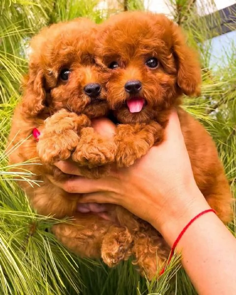 CUCCIOLI DI BARBONCINO TOY IN VENDITA