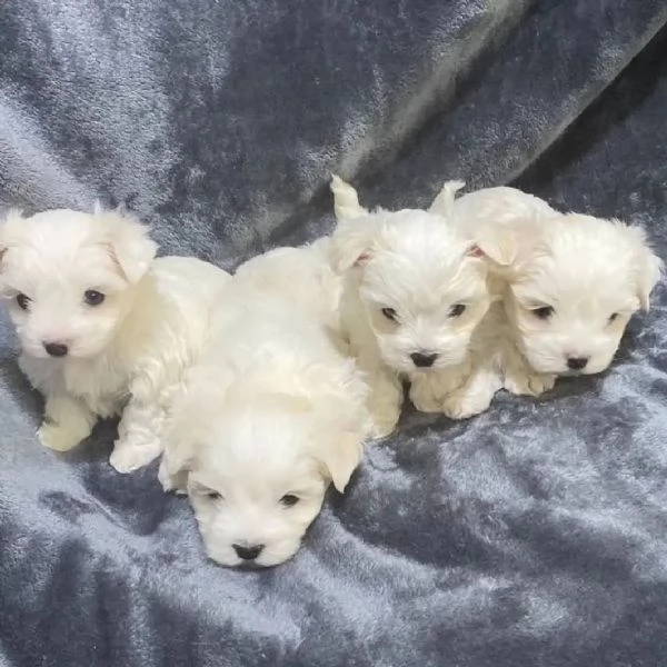 CUCCIOLI DI BICHON MALTES IN VENDITA