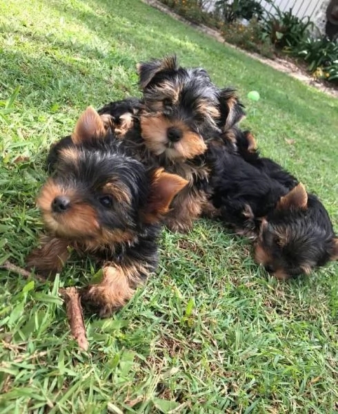 cuccioli di yorkie in vendita